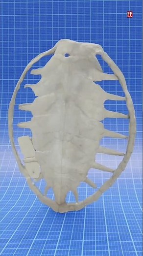 How Strong Is A Turtle's Shell?