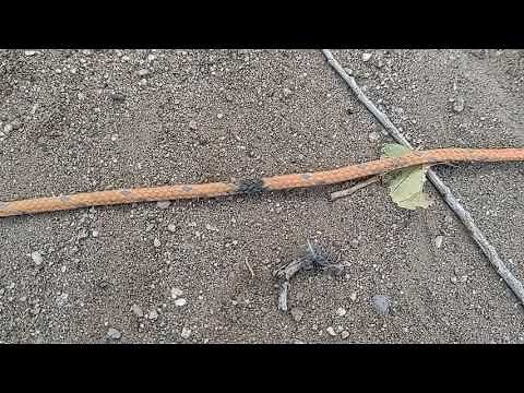 Line-Transect method basics