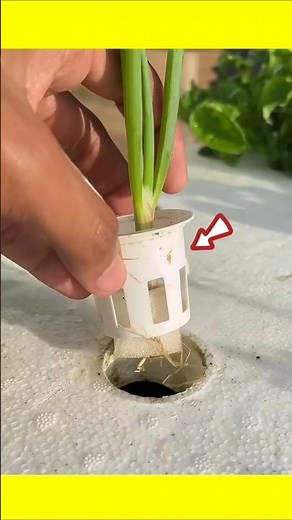 planting leeks with hydroponics#shorts#garden