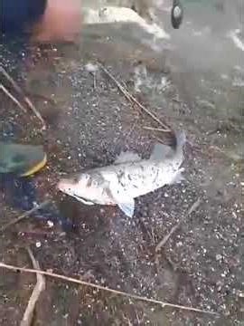 Peshkatari i përbinshave