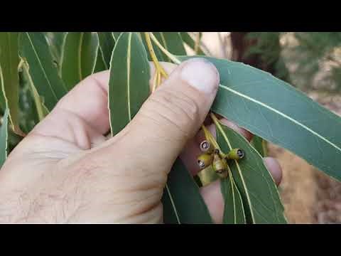 Eucalyptus nitens - Identification & Information