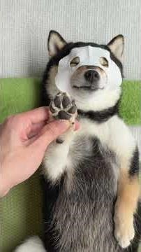 Manyu's Lakeside Spa. #ai #shibainu #alltools #aitools #mysingingmonsters #asmr