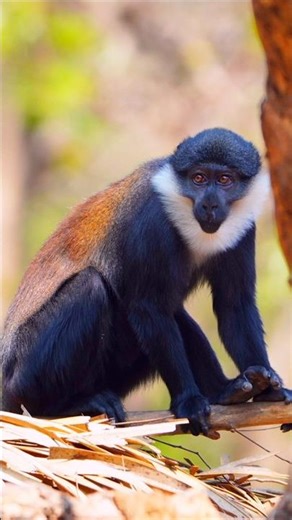This Monkey name was L'Hoest's Monkey 🐒🐒 Sony 6400 camera 📸
