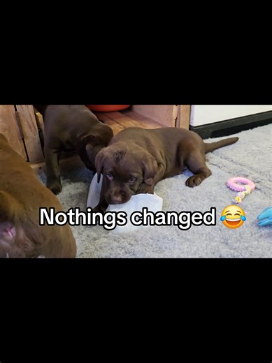From 7 weeks to 18 weeks… still causing chaos 😂🐾 #labrador #puppylife #dogsoftiktok #cutedogs #puppygrowth