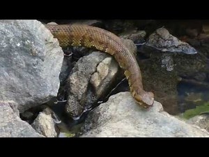 Water Moccasin Close Ups