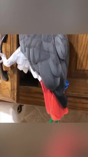 Searching for treats! #snooping #lookingfortreats #parrotclimbing #einsteinparrot #pet #parrots #petbirds #africangreyparrots #talkingparrots #talkingbirds #funnyparrots | Einstein the Talking Texan Parrot