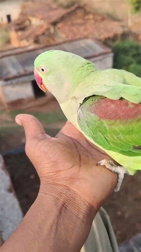 male female pahadi parrot freefly 😱🦜#trending #youtube #shortsviral ##