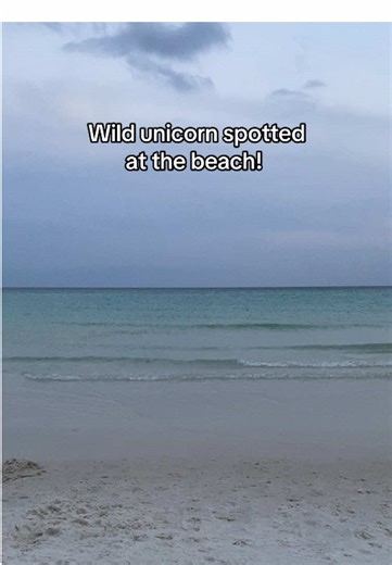Don’t blink! You’ll miss it. #beach #unicorn #rainbow #wildlife | unicorn