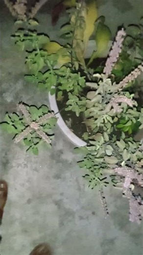 my pond recap for knowing all of uu