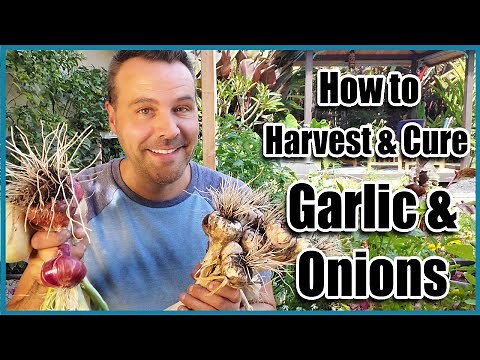 How to Harvest Garlic and Onions