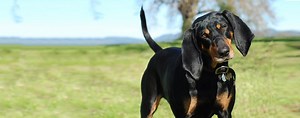 Black and Tan Coonhound | Dog Breed Facts and Information - Wag! Dog Walking