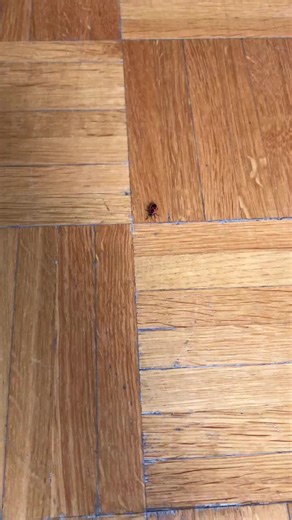 #bugcrushing #crushbugs #bugcrushvideo #bugcrushfetish #crushingbugs | crush