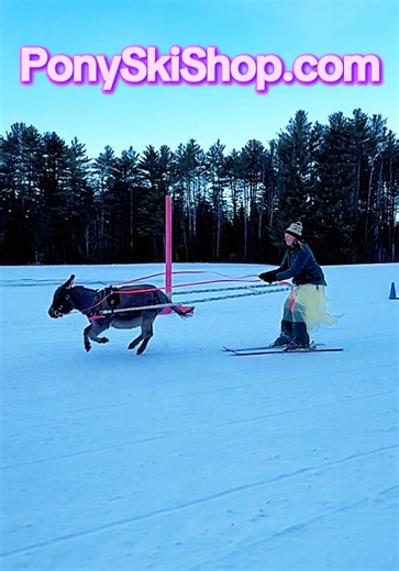 Visit PonySkiShop.com for more information about our mini skijoring setups! 🤗🐴❄️⛷️✨ #AlchemyAcres #PonySkiShop #MiniHorses #winterfun #minidonkeys @realtor.in.the.wild @ponies.and.properties