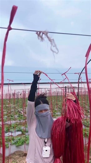 Fast String Tying Technique – Smart Farming Skill 🌱⚡