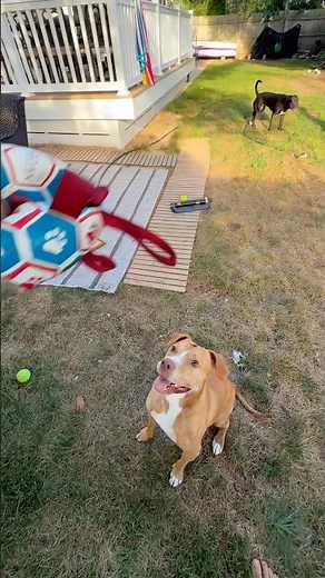 Does anyone’s dog love fetch as much as Ladybug? 😂#shorts