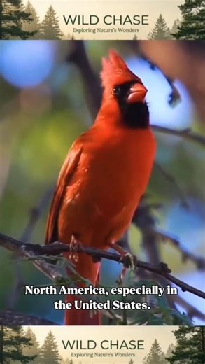 🔥 The Northern Cardinal – America’s Most Beautiful Red Jewel of the Wild ❤️🐦