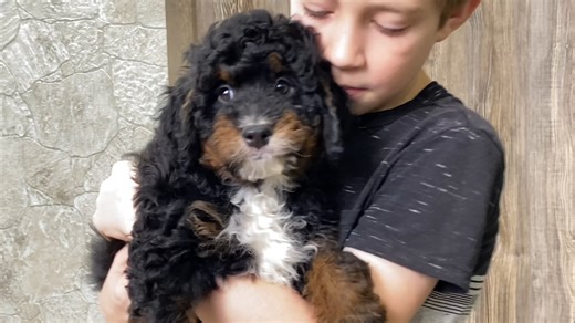 Mr. Max the F1B Mini-Bernedoodle