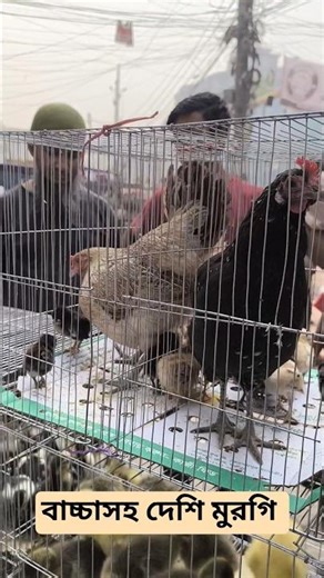 Dhaka Mirpur No. 1 Market. Domestic chickens with chicks. chicken price #shorts #viralshorts #chi...