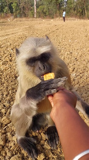 Hungry Langur Gently Takes Biscuit From Hand | Rare Close Encounter With Wild Monkey 😱🐒!