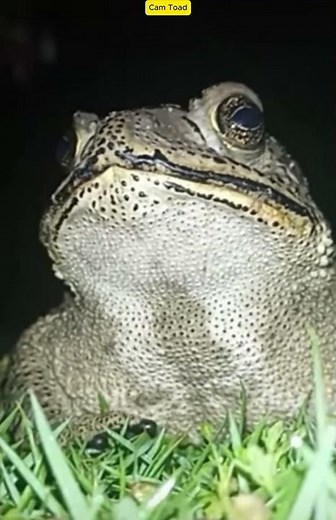 Amazing Sound of Cam Toad 🐸! #original #naturesvoice #birds #birdsound #wildlife