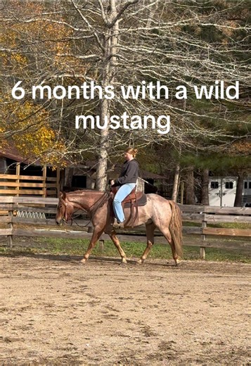 Celebrating 6 Months with My Domestic Mustang