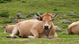 Cow looking forward while sitting in the grass.