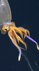 20K views · 5.3K reactions | We posted an image of this glass squid...
