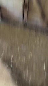 Oscar and the Farmily love Pumkin Season. Thank you to our neighbour who dropped off this treat! We’re so grateful! | Our Farmacy