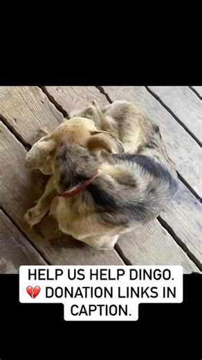 31K views · 108 reactions |  Meet Dingo  In Houston, we see...
