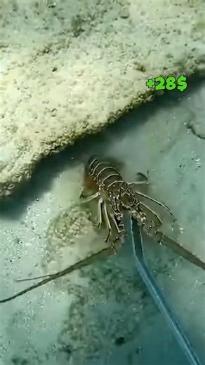 Scavenging the ocean floor for expensive seafood 🌊🦀💎