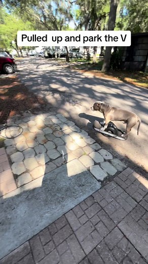 Adorable Dog Drives a One Wheel and Spins Around!