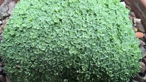 Alpine plant spins its own flavonoid wool - Cambridge University Botanic Garden