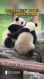 1.7K views · 252 reactions | A fierce fight between two #kungfu #pandas  | China News 中国新闻网 | Facebook