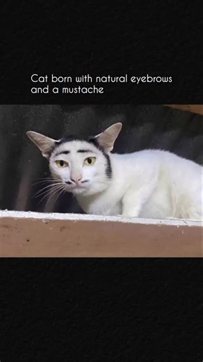UnCutFacts on Instagram: "Cats can naturally have fur markings that resemble human eyebrows or mustaches. These markings are entirely genetic and not edited or dyed, giving some cats expressive, almost human-like faces. As a result, they often appear permanently surprised, judgmental, or thoughtful, which helps them go viral online. A well-known example is Sam the Eyebrow Cat, who made this look especially popular. These features come from coat patterns, not a specific breed. Tuxedo or bicolor m
