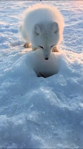 202K views · 745 reactions | thanks for the snack, mister! 力❄️ | The Pet Collective | Facebook