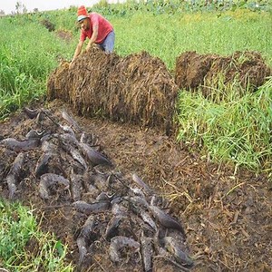 836K views · 3.9K reactions | Fisherman Catching Cat Fish Under The Grass Secretly With Hand Skill | Fans Primitive | Facebook