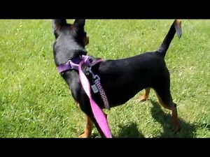 Journey the Min Pin Jack Cross