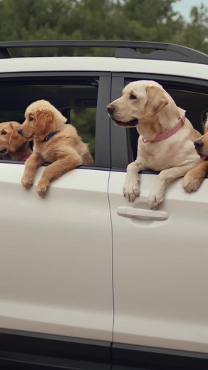 The Barkleys Go Glamping: Subaru Ascent Dog Test and Approved