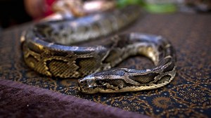 Python kills hotel security guard | CNN