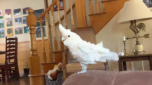 309K views · 6.4K reactions | Take a dance break with Zazu! She's...