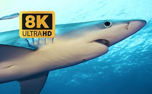 8K UHD 超高清 探索世界上最美丽的鱼