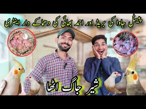Visit Ahmed Bhai Birds Setup In Karachi | Pestal Java | Cocktails | Top Quality Birds Setup In Malir
