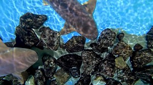 Find your Friday zen with our resident nurse sharks, Thelma and Louise. | Clearwater Marine Aquarium