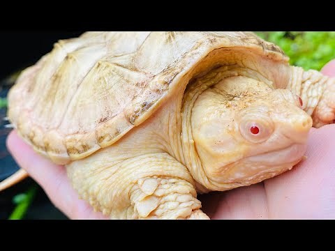 AMAZING Albino Turtles!! Albino Snapping and Painted Turtles, with Charlie Moorcroft!