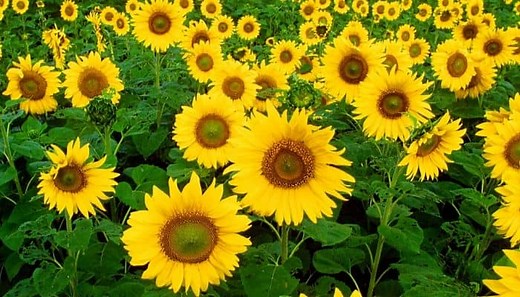 Sunflower – Benefits and Uses of Its Seed, Leaves and Petals