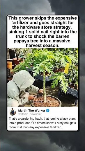 RUSTY NAIL FOR MASSIVE FRUIT YIELDS