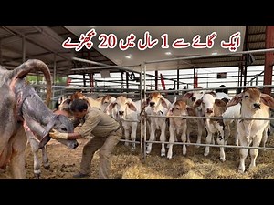 1 Brahman Cow Se 1 Saal Mein 20 Bachay | Dayzee Farms Reality | Brahman Cattle Farming Pakistan