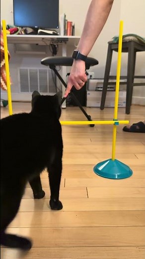 Cat Agility at Home: Jump Bar to Chair (Indoor Enrichment) #catagility #cattraining #catenrichment