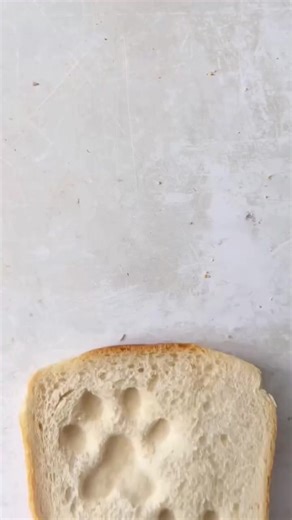 Chihuahuas Mexico on Reels