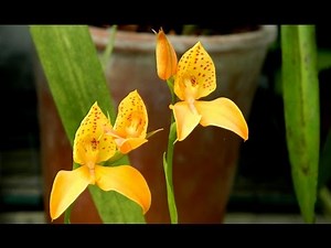 Disa Orchid Care